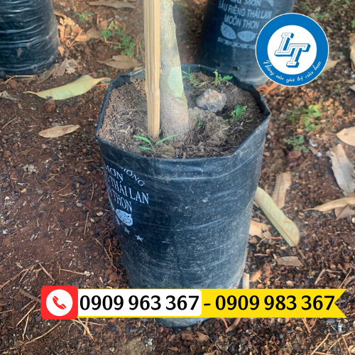 Mua túi bầu ươm cây giá sỉ ở đâu? túi bầu ươm cây giống