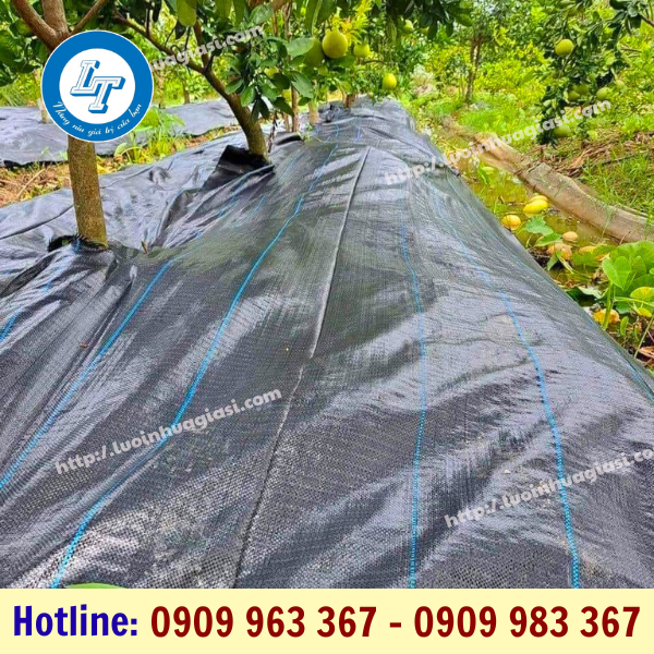 Mua bạt phủ gốc cây chống cỏ mọc ở đâu rẻ? bạt phủ gốc cây