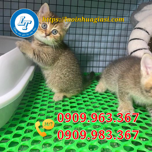 LƯỚI MẮT CÁO BẰNG NHỰA CÓ TỐT KHÔNG? NƠI NÀO BÁN GIÁ RẺ? lưới nhựa lót sàn chăn nuôi