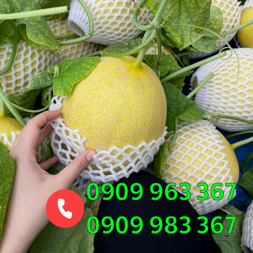 Nơi bán xốp bọc dưa lưới 22cm giá rẻ lưới xốp bọc dưa lưới