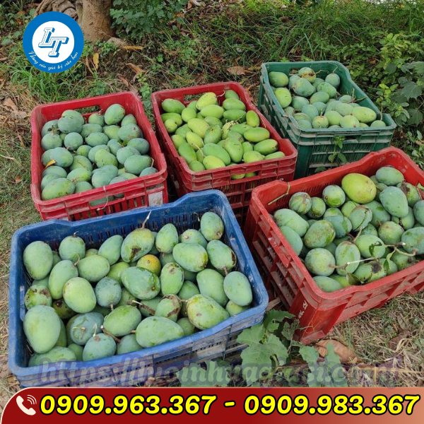 CUNG CẤP SÓNG NHỰA CÓ NẮP ĐẬY GIÁ RẺ TPHCM SỌT ĐỰNG XOÀI