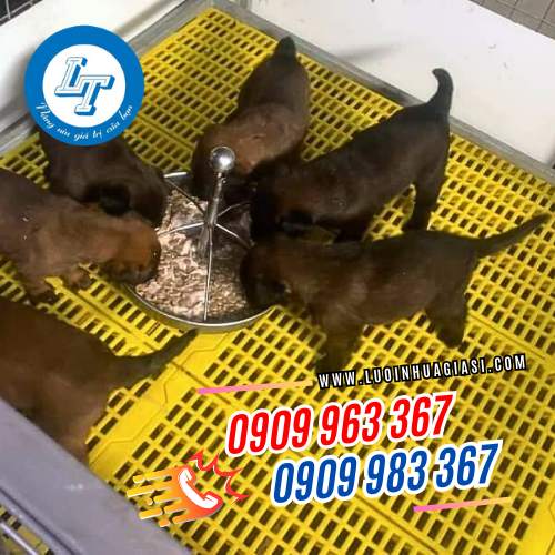 SẴN KHO TẤM NHỰA LÓT SÀN CHĂN NUÔI CÁC KÍCH THƯỚC sàn nhựa lót chuồng chó