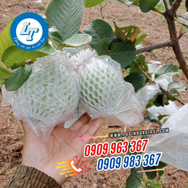 TÚI XỐP LƯỚI BỌC ỔI CHỐNG SÂU BỆNH GIÁ SỈ BAO 5KG xốp lưới bọc ổi