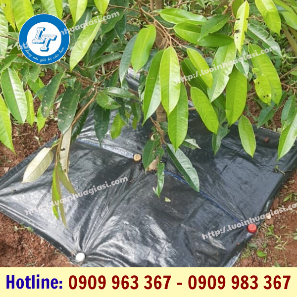 Mua bạt phủ gốc cây chống cỏ mọc ở đâu rẻ? bạt phủ gốc cây