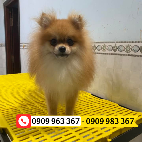 Bán sỉ tấm nhựa lót sàn chuồng trại chăn nuôi tấm sàn nhựa màu vàng lót chuồng chó