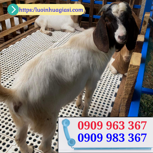 Nhà cung cấp tấm nhựa lót sàn chăn nuôi giá rẻ tại TPHCM tấm nhựa lót sàn dê màu trắng lỗ tròn