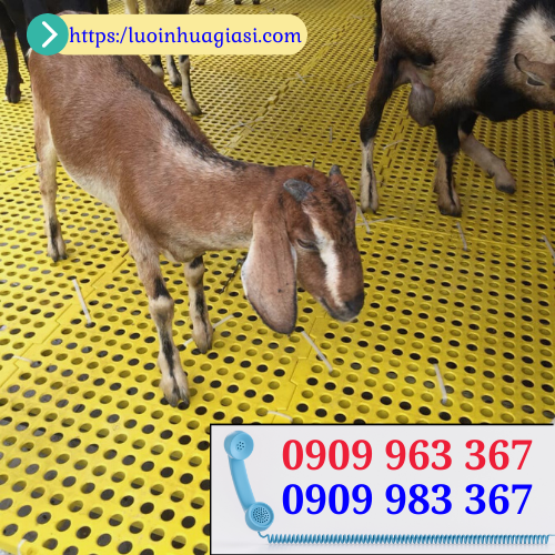 Nơi bán tấm nhựa lót sàn chăn nuôi giá rẻ loại 1 tấm sàn nhựa nuôi dê