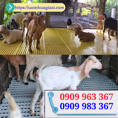 Tấm nhựa lót sàn nuôi dê cao cấp giá rẻ tấm sàn nhựa lót chuồng nuôi dê