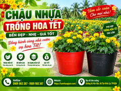ĐẶT HÀNG CHẬU NHỰA TRỒNG HOA TẾT GIÁ SỈ TẬN GỐC