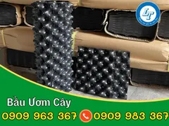 CÔNG TY SẢN XUẤT BẦU ƯƠM CÂY GIÁ RẺ TẠI TPHCM