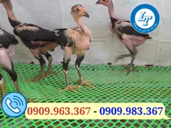 Làm chuồng gà bằng lưới nhựa mắt cáo giá rẻ hiệu quả cao