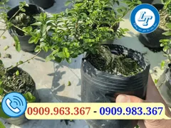 Chậu nhựa ươm cây giống mua ở đâu giá rẻ