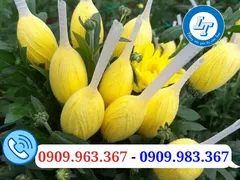 Bỏ sỉ lưới bao hoa tươi các loại