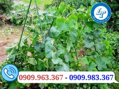 Bán giá rẻ lưới trồng cây leo, lưới làm giàn leo