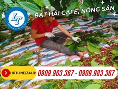 BẠT LÓT HÁI CÀ PHÊ, TIÊU, ĐIỀU NÔNG SẢN GIÁ SỈ RẺ