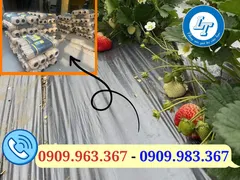 Màng ni lông phủ luống chống cỏ dại giá sỉ rẻ