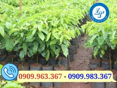 Mua túi bầu ươm cây giá sỉ rẻ tại TPHCM