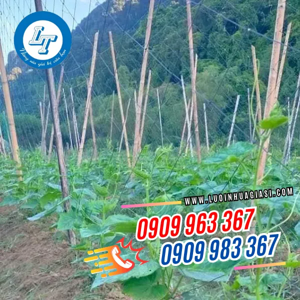 LƯỚI TRỒNG CÂY DÂY LEO