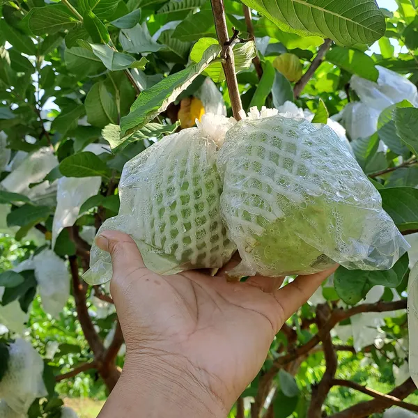 XỐP LƯỚI BỌC ỔI