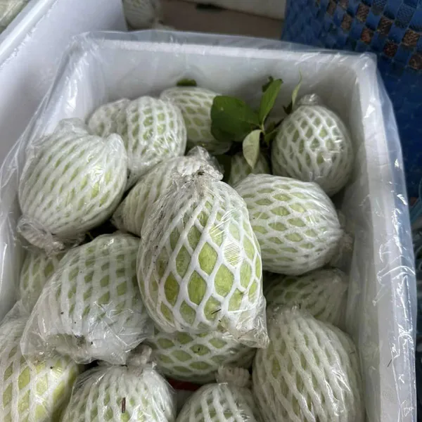 XỐP LƯỚI BỌC ỔI