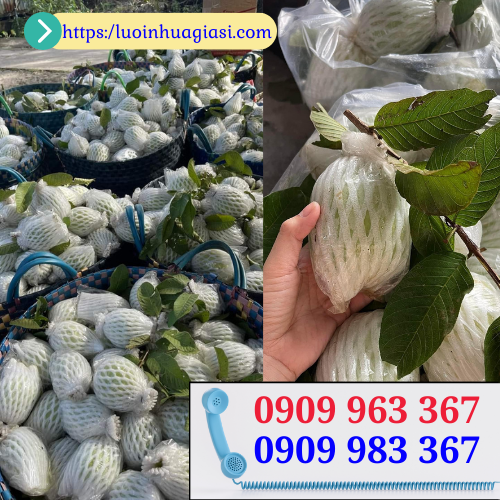 Tìm mua xốp bao ổi lồng sẵn giá rẻ miền Tây xốp bọc ổi lồng sẵn