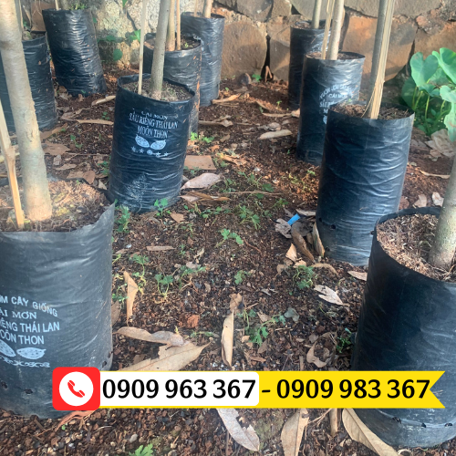 Mua túi bầu ươm cây giá sỉ rẻ tại TPHCM túi bầu ươm cây giống