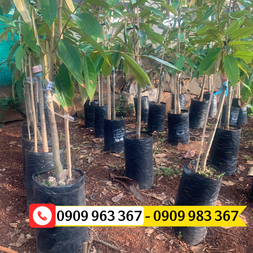 Mua túi bầu ươm cây giá sỉ rẻ tại TPHCM túi bầu ươm cây sầu riêng