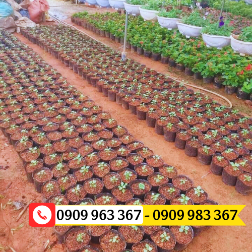 Địa chỉ bán túi ươm cây giống giá rẻ đủ kích thước túi bầu ươm cây giống
