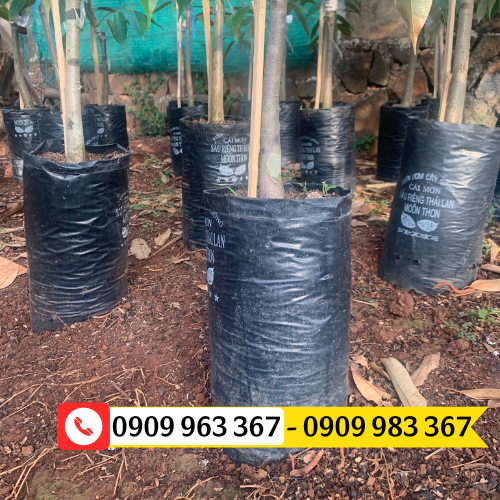 Địa chỉ bán túi ươm cây giống giá rẻ đủ kích thước túi bầu ươm