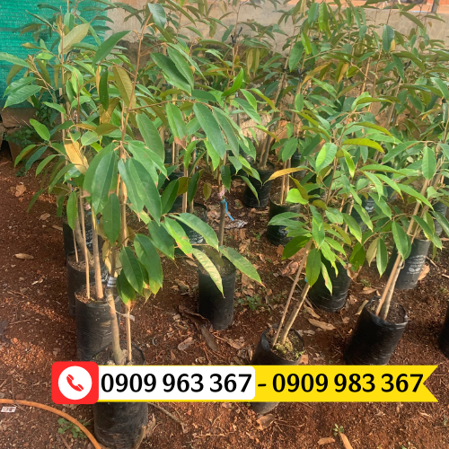 Địa chỉ bán túi ươm cây giống giá rẻ đủ kích thước túi bầu ươm cây sầu riêng