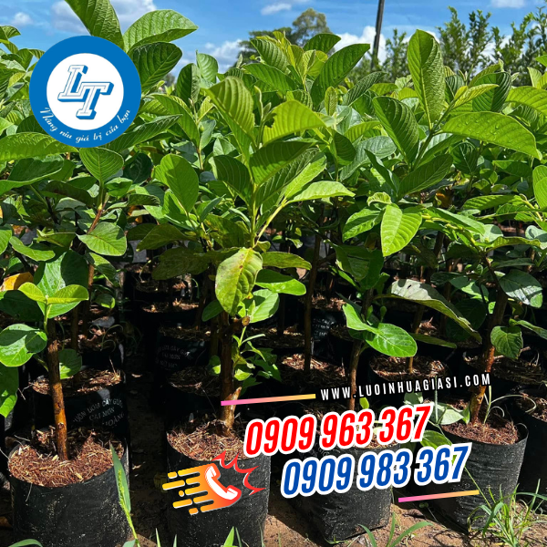 TÚI BẦU ƯƠM CÂY GIỐNG, HẠT GIỐNG GIÁ SỈ THEO KG TÚI BẦU ƯƠM CÂY GIỐNG, HẠT GIỐNG GIÁ SỈ THEO KG