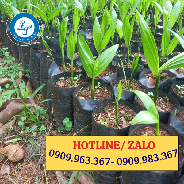 SẢN XUẤT TÚI BẦU TRỒNG CÂY GIÁ RẺ NHIỀU KÍCH THƯỚC túi bầu ươm cây