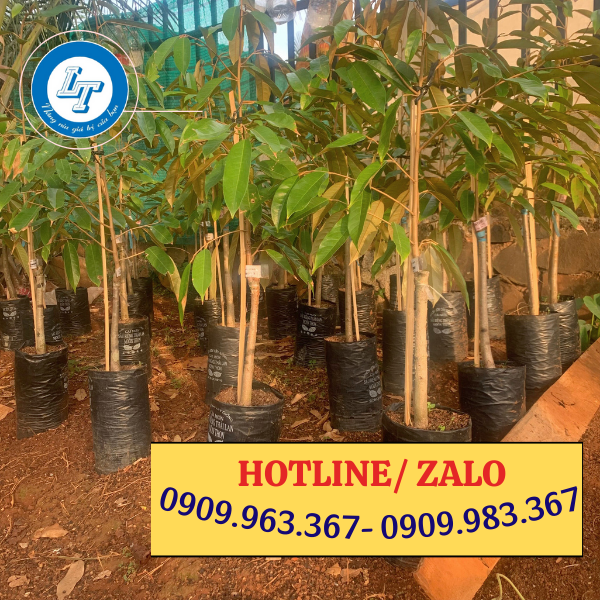 SẢN XUẤT TÚI BẦU TRỒNG CÂY GIÁ RẺ NHIỀU KÍCH THƯỚC túi bầu ươm