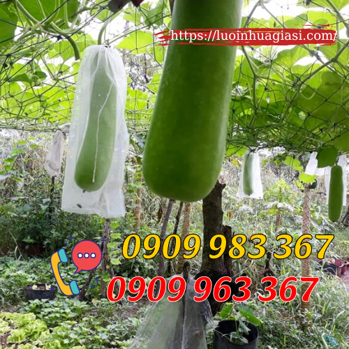 Mua túi bọc trái cây ở đâu giá rẻ? túi lưới bọc bầu chống côn trùng