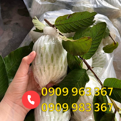 Xốp bọc ổi lồng sẵn ở đâu có bán giá rẻ nhất ổi