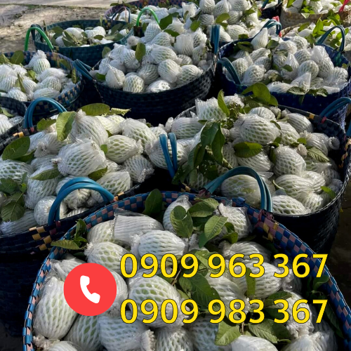 Xốp bọc ổi lồng sẵn ở đâu có bán giá rẻ nhất ổi bao xốp lưới