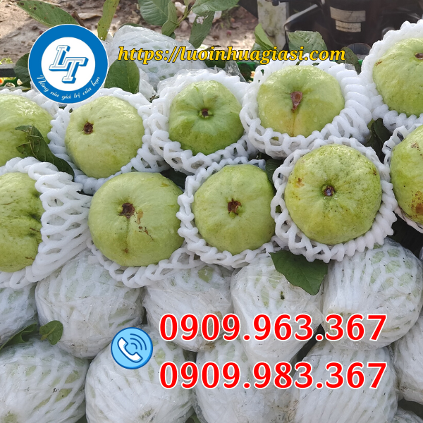 XỐP LƯỚI KHÔNG CẮT BỌC TRÁI CÂY Ở ĐÂU BÁN GIÁ RẺ? xốp lưới bọc ổi