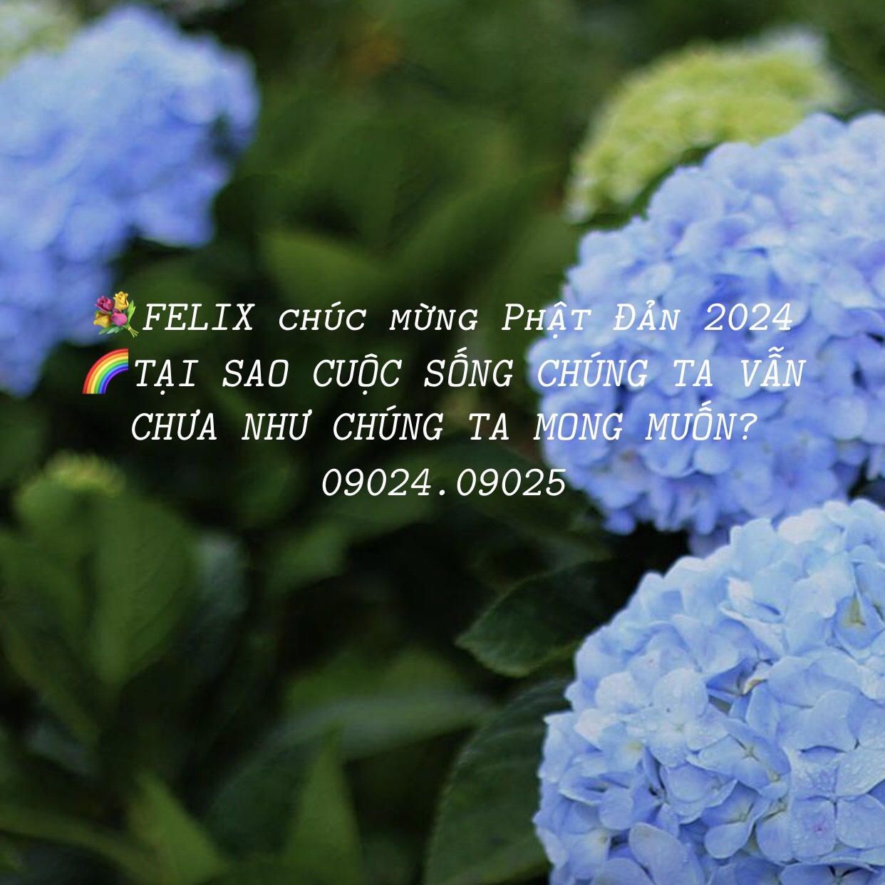 Felix chúc mừng Phật Đản 2024 Felix chúc mừng Phật Đản 2024