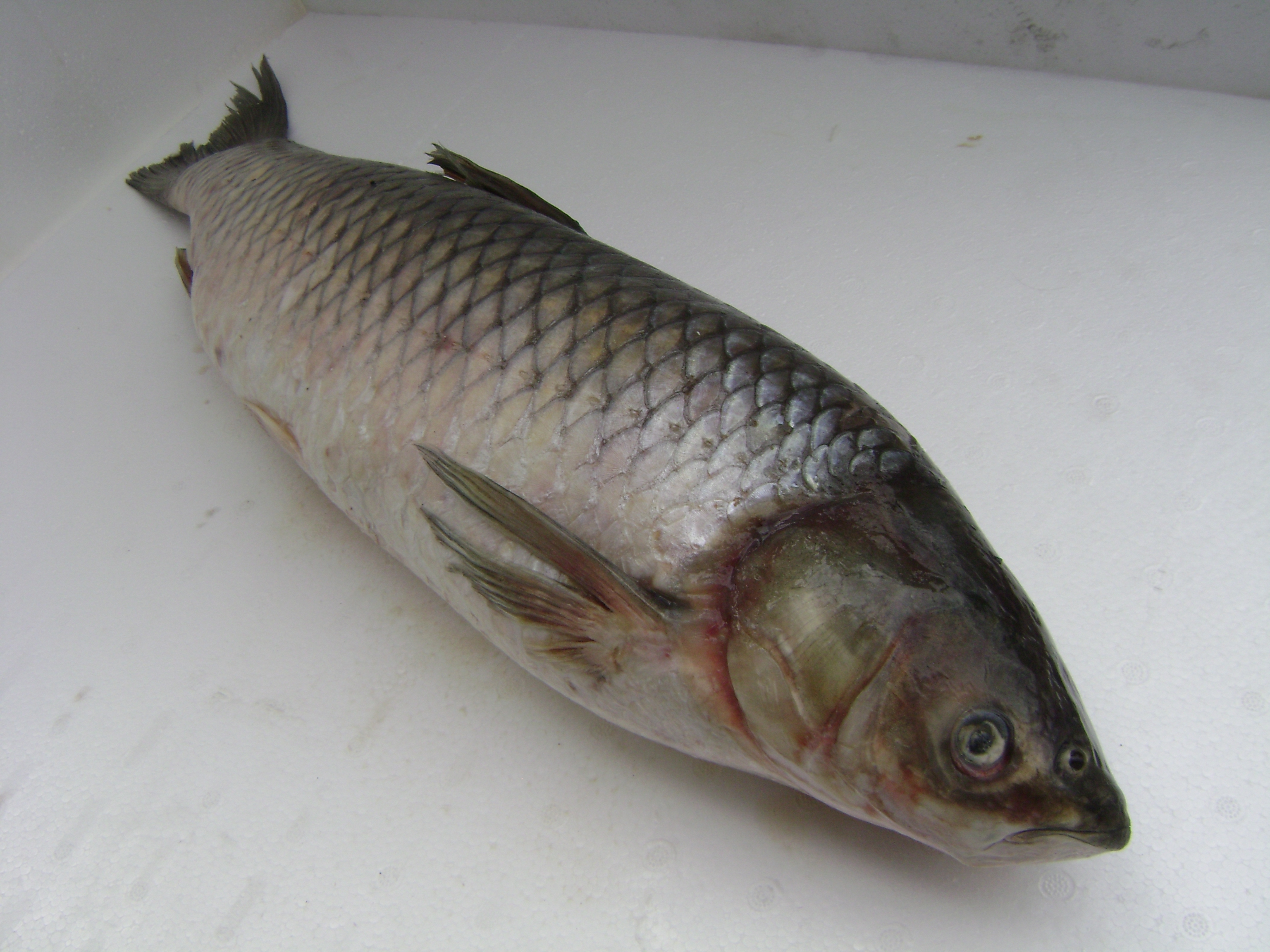 Cá Giòn | Cá Trắm Giòn giá sỉ tại TP HCM