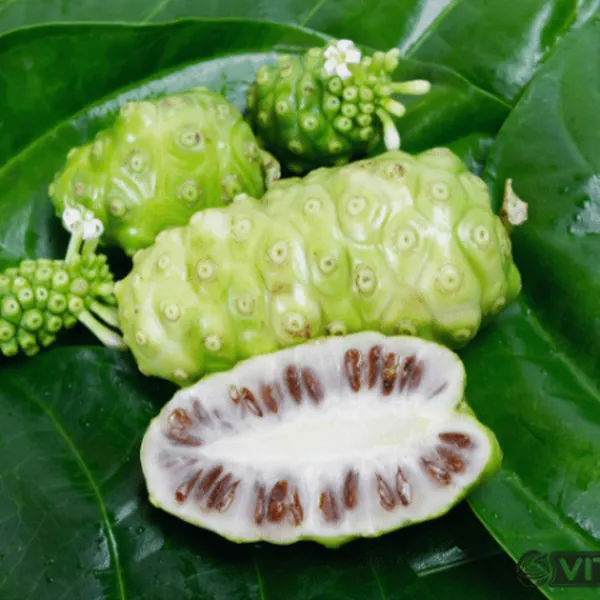 Tinh chất trái nhàu VITRUE Noni Juice 100