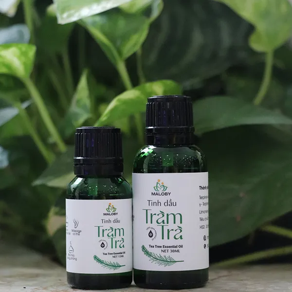 Tinh dầu Tràm trà Maloby