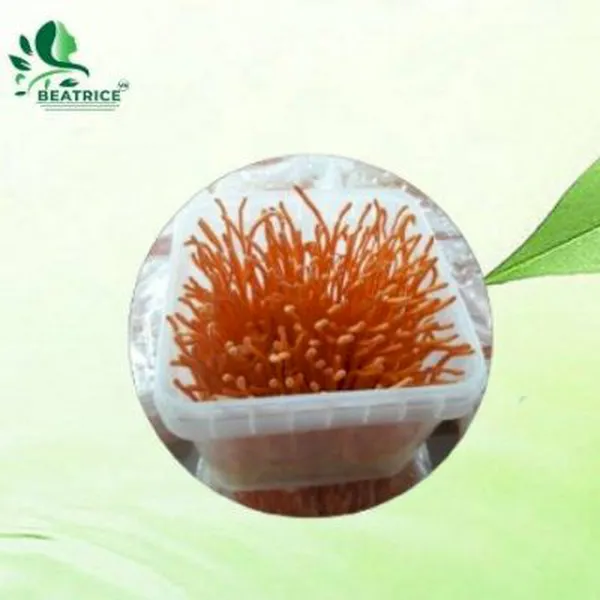 Đông Trùng Hạ Thảo Sinh Khối Tươi