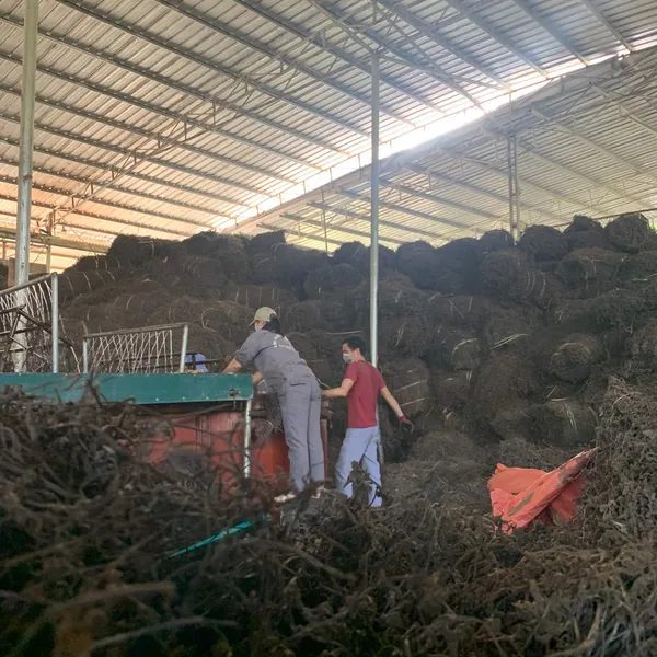 Combo 10 gói Thạch sương sáo trắng