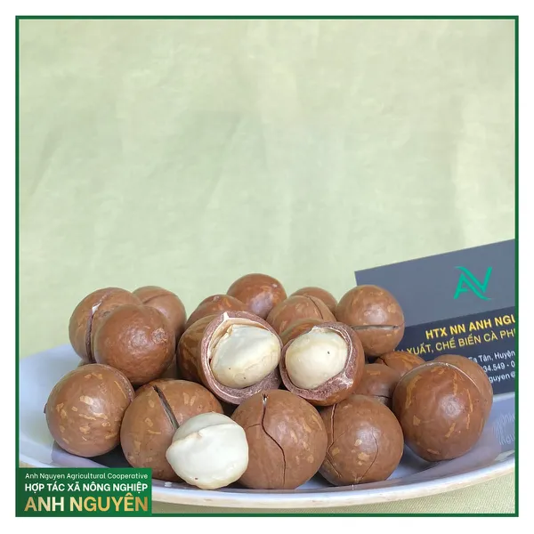 Hạt Macca Daklak size VIP - Hộp 500gram ( gồm 5 gói nhỏ 100gram ) 