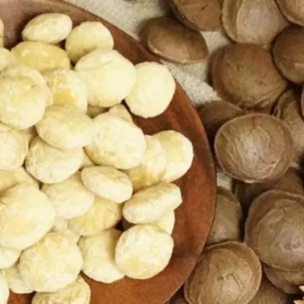Hạt Sachi rang muối - Hộp 500gram