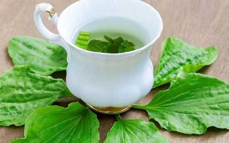 Những lợi ích của hạt mã đề đối với sức khỏe