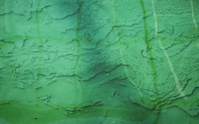 Gợi ý! 10 lợi ích sức khỏe của tảo xoắn Spirulina