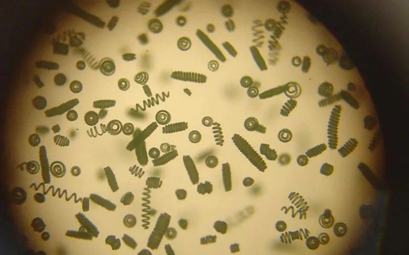 Tảo xoắn spirulina là gì? 11 công dụng của tảo xoắn đối với sức khỏe