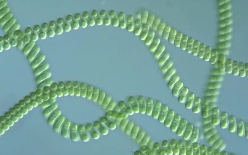 Lịch sử xuất hiện và phát triển của tảo xoắn Spirulina