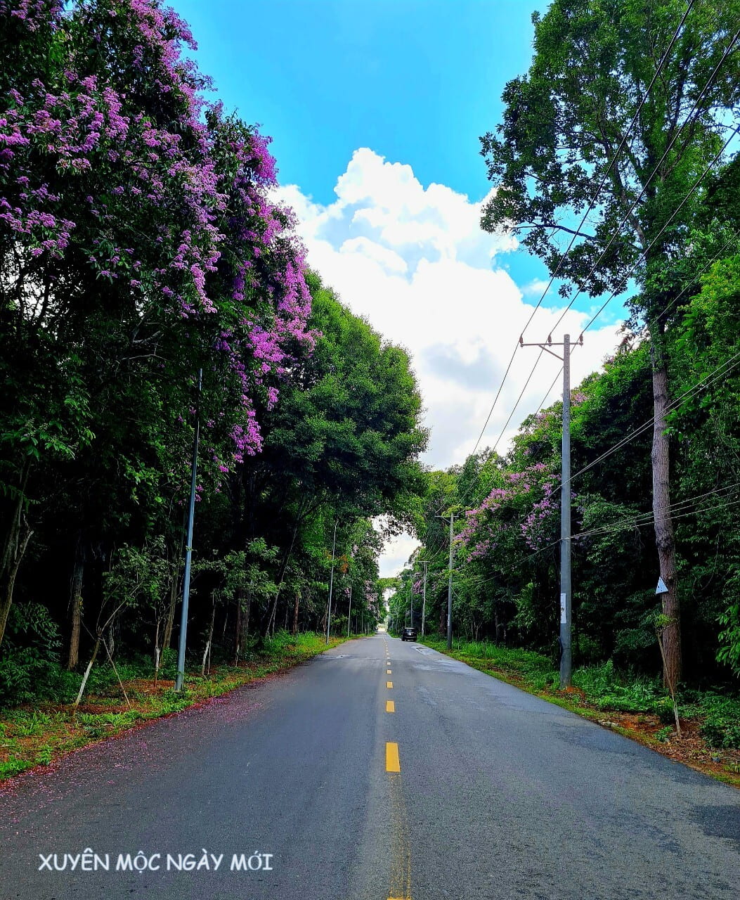 Cung đường xuyên rừng có hoa bằng lăng tím Bưng Riềng nở rộ Cung đường xuyên rừng có hoa bằng lăng tím Bưng Riềng nở rộ